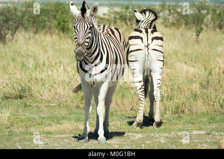 Paar's wild Burchell's Zebra (Equus), eine Kamera, einen Weg zeigt Stockfoto