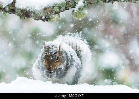 Graue Eichhörnchen in Großbritannien im Winter - im dicken Schnee - Schottland, Großbritannien abgedeckt Stockfoto
