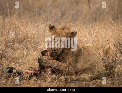 Lion Stolz zu töten Stockfoto