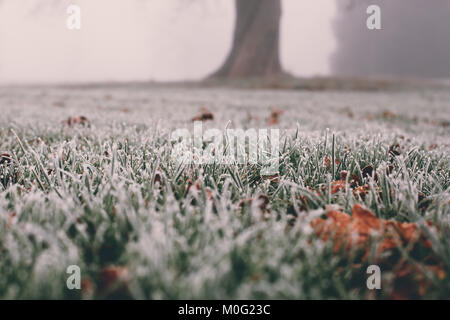 Nahaufnahme von Eis und Frost auf Gras und Blätter in einer kalten, nebligen Winter morgen in London, UK. Stockfoto