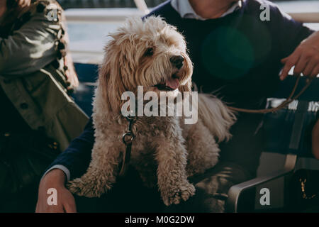 Süße malteser Hund auf den Schoß seines Besitzers während der Bootsfahrt, einweichen und in der Sonne. Stockfoto