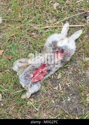 Toten wilden Europäischen Kaninchen (Oryctolagus cuniculus), Großbritannien Stockfoto