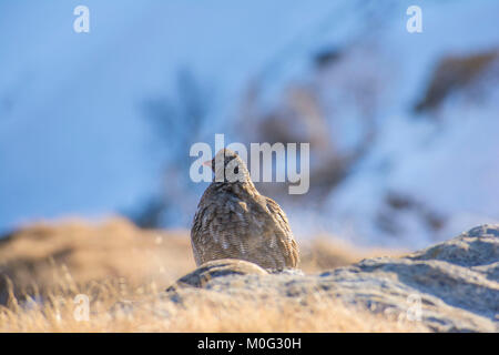 Schnee Rebhuhn (Lerwa lerwa) von Kedarkantha Wildlife Sanctuary, Uttarakhand, Indien. Es ist die einzige Art innerhalb der Gattung Stockfoto