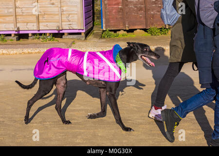 Paar nehmen eine Ex-racing Greyhound mit freundlichen am Kragen für einen Spaziergang entlang der Promenade an der Bournemouth, Dorset UK im Januar Stockfoto