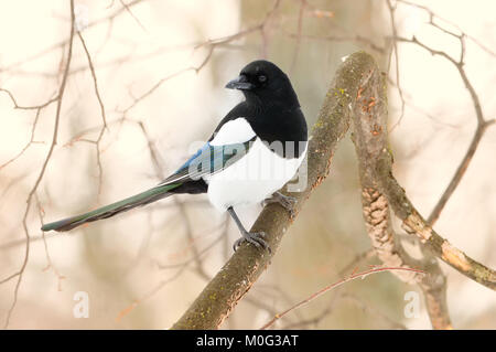 Die Eurasian magpie oder gemeinsamen Magpie (Pica Pica) sitzen auf dem Zweig mit weiß-braunen Hintergrund. Stockfoto