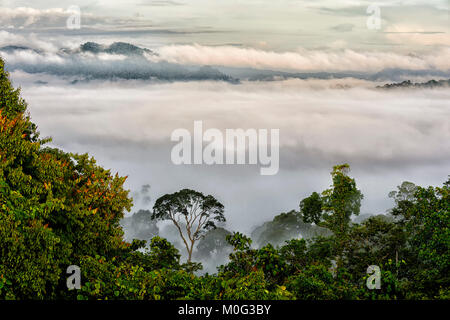 Morgennebel über die primären Regenwaldes in der Morgendämmerung, Danum Valley, Borneo, Sabah, Malaysia Stockfoto