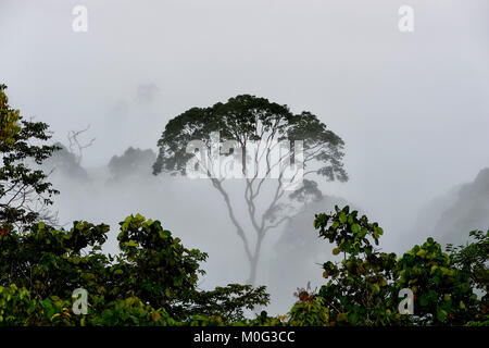 Einsamer Baum Silhouette in den Morgennebel über die primären Regenwaldes, Danum Valley, Borneo, Sabah, Malaysia Stockfoto