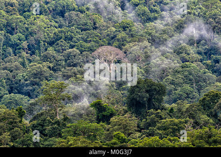 Morgennebel über die primären Regenwaldes, Danum Valley, Borneo, Sabah, Malaysia Stockfoto