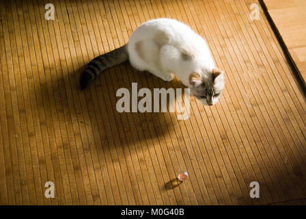 Eine sechs Monate alte weibliche Siam und Birma kitten kauert auf einem Bambus Boden neben einem Marmor Stockfoto