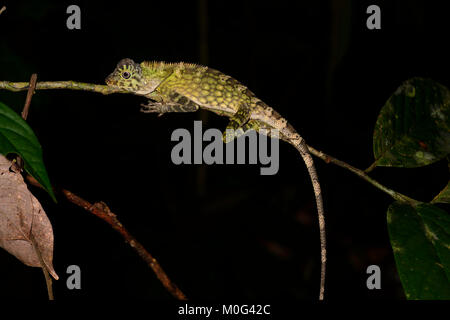 Bornesischen Winkel-headed Dragon oder Drachen Lizard (Gonocephalus bornensis), Danum Valley Conservation Area, Borneo, Sabah, Malaysia Stockfoto