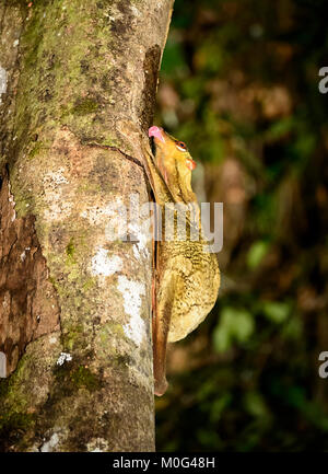 Sunda Flying Lemur (Galeopterus variegatus) lecken Sap, Danum Valley Conservation Area, Borneo, Sabah, Malaysia Stockfoto