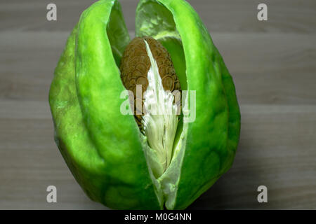 Nahaufnahme von frischen, gesunden und riesigen indischen Milkweed Samen gehalten auf einer hölzernen Tisch Stockfoto