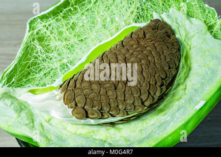 Nahaufnahme von frischen, gesunden und riesigen indischen Milkweed Samen gehalten auf einer hölzernen Tisch Stockfoto