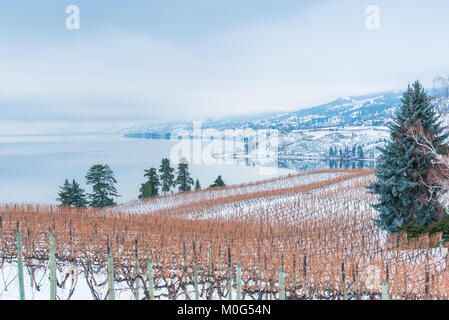 Reihen von Weinstöcken bedeckt im Schnee Weinberg mit Okanagan See und Berge auf der nebligen Winter am Nachmittag Stockfoto