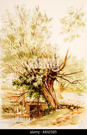 Willow Tree, Aquarell Skizze Farbe Abbildung von 1888 Die Kunst des Skizzieren aus der Natur von Philip H Delamotte Stockfoto