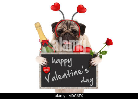 Ist niedlich Valentinstag mops Hund mit Blackboard, Flasche Champagner, Herz Diadem und Rose, auf weißem Hintergrund Stockfoto