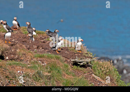 Gemeinsame Papageitaucher auf einem Nest Insel in der Nähe von Elliston, Neufundland Stockfoto