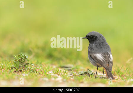 Männliche Schwarze redstart (Phoenicurus ochruros) auf der Suche nach Nahrung auf dem Boden. Stockfoto