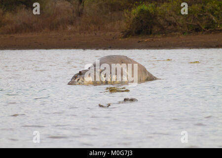 Tote Hippo im Krüger-Nationalpark Wasserloch.  Safari und Tierwelt, Südafrika. Afrikanische Tiere Stockfoto