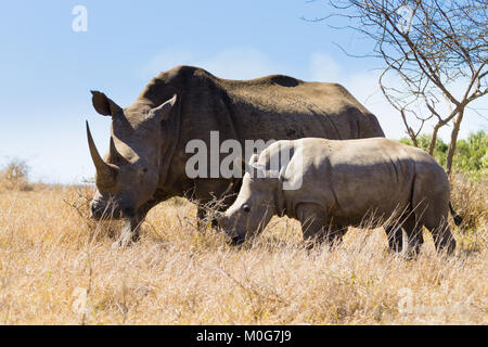 Breitmaulnashorn-Frau mit Welpen, von Hluhluwe-Imfolozi-Park, Südafrika. Afrikanische Tierwelt. Ceratotherium simum Stockfoto