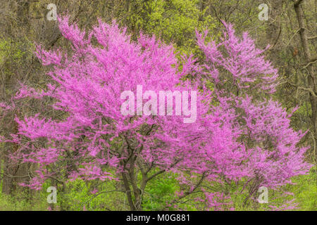 Östliche Redbud Baum in voller Blüte. Stockfoto