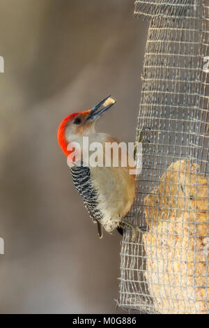 Männliche Rotbauch-Specht auf Talg Feeder. Stockfoto