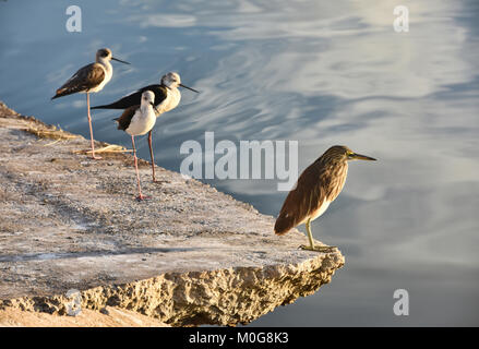 Indische Teich Heron (Ardeola grayii) und Schwarz geflügelte Stelzen über Pushkar See, Pushkar, Rajasthan, Indien Stockfoto