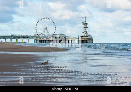 Möwe auf einen leeren Strand bei Flut, in der Nähe von Scheveningen Pier, an der Nordsee Beach Resort von Scheveningen, Den Haag (Den Haag), Niederlande Stockfoto