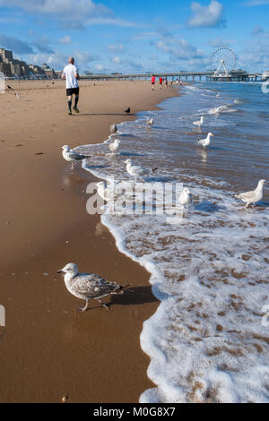 Jogger auf den Strand in der Nähe von Scheveningen Pier und Möwen Waten in der Brandung. Die North Sea Beach Resort von Scheveningen, Den Haag, Niederlande Stockfoto