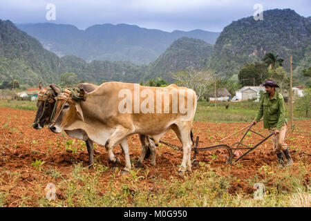 Pflügen Tabak Felder im Tal von Vinales, Kuba Stockfoto