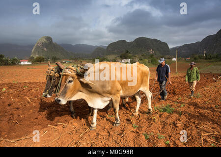 Pflügen Tabak Felder im Tal von Vinales, Kuba Stockfoto