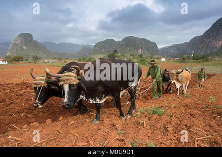 Pflügen Tabak Felder im Tal von Vinales, Kuba Stockfoto