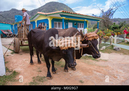 Rinder Transport im Tal von Vinales, Kuba Stockfoto