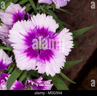 Ungewöhnliche Mauve und weiße Blume und grüne Blätter der Pflanze Dianthus barbatus, Sweet William, Stockfoto