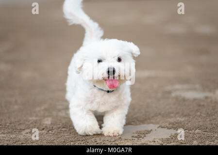 Weiß Malteser Hund läuft im Freien Stockfoto