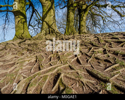 Avebury ist ein NEOLITHISCHES henge Monument mit drei Steinkreise und Hügelgräber in der Nähe des Dorfes Avebury in Wiltshire, England. Stockfoto