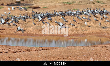 Demoiselle Kraniche (Grus Jungfrau) an Kichan Dorf, Rajasthan, Indien Stockfoto