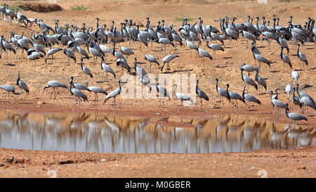 Demoiselle Kraniche (Grus Jungfrau) an Kichan Dorf, Rajasthan, Indien Stockfoto