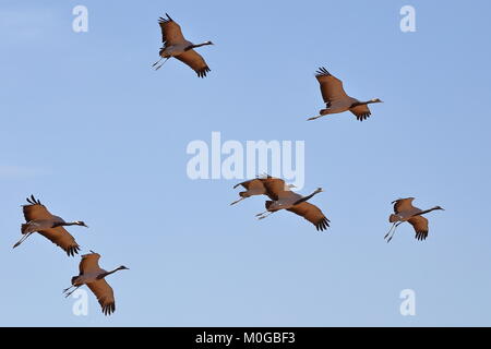 Eine Herde von Demoiselle Kraniche (Grus Jungfrau) oben Kichan Dorf, Rajasthan, Indien Stockfoto