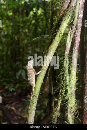 Bornesischen Winkel-headed Dragon oder Drachen Lizard (Gonocephalus bornensis), Danum Valley Conservation Area, Borneo, Sabah, Malaysia Stockfoto