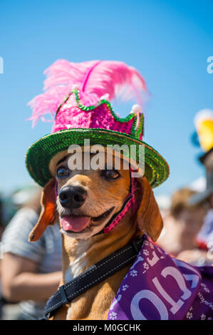 RIO DE JANEIRO - Februar 19, 2017: Ein Hund das Tragen eines bunten Pailletten Mütze feiert Karneval bei der jährlichen Blocão pet-Straßenfest in Copacabana. Stockfoto