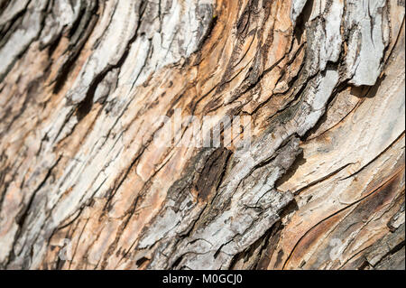 Full Frame Nahaufnahme der strukturierte Rinde eines alten - Wachstum Kiefer tropischen Pine Tree mit freiliegenden Haut Stockfoto
