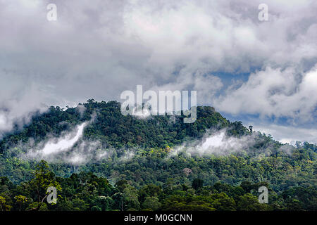 Morgennebel über primären Regenwald, Danum Valley Conservation Area, Borneo, Sabah, Malaysia Stockfoto