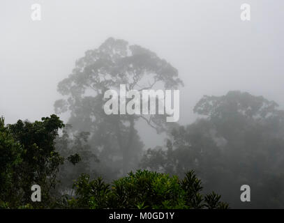 Morgennebel über primären Regenwald, Danum Valley Conservation Area, Borneo, Sabah, Malaysia Stockfoto