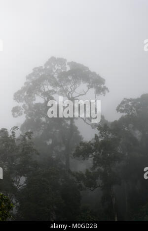 Morgennebel über primären Regenwald, Danum Valley Conservation Area, Borneo, Sabah, Malaysia Stockfoto