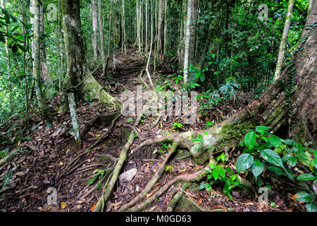 Freiliegende wurzeln in primären Regenwald, Danum Valley Conservation Area, Borneo, Sabah, Malaysia Stockfoto