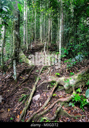 Freiliegende wurzeln in primären Regenwald, Danum Valley Conservation Area, Borneo, Sabah, Malaysia Stockfoto