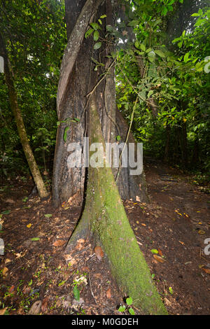 Hohen Baum mit Wurzeln in der primären Regenwald buttress, Danum Valley Conservation Area, Borneo, Sabah, Malaysia Stockfoto