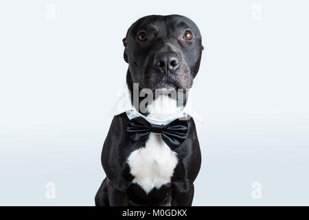 Eine American Pitbull Terrier Tragen einer Fliege Kragen in einem ligth grauer Hintergrund bei Kamera schaut. Stockfoto