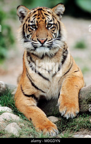 Sumatra Tiger, Cub/(Panthera tigris sumatrae) | Sumatra-Tiger, Jungtier/(Panthera tigris sumatrae) Stockfoto